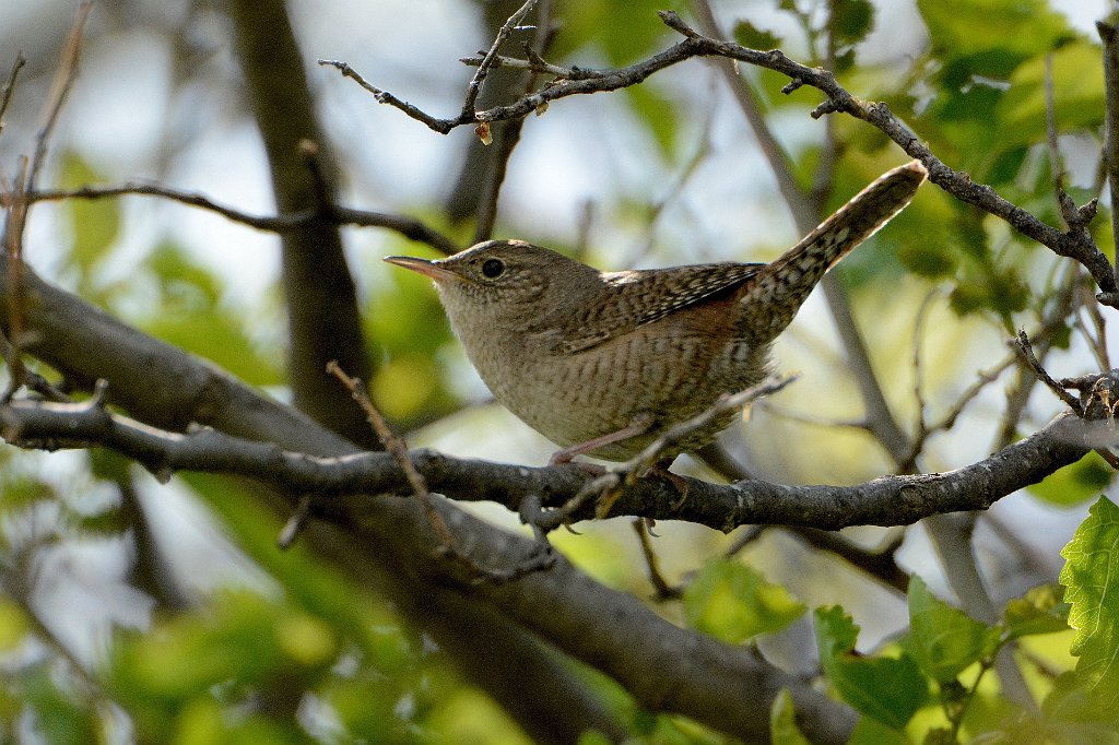 Wren, House, 2015-05257992 Rowe Audubon Sanctuary, NE.JPG - House Wren. Rowe Audubon Sanctuary, Nebraska, 5-25-2015